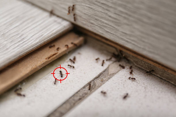 Best Pest Prevention Services  in Millbrae, CA