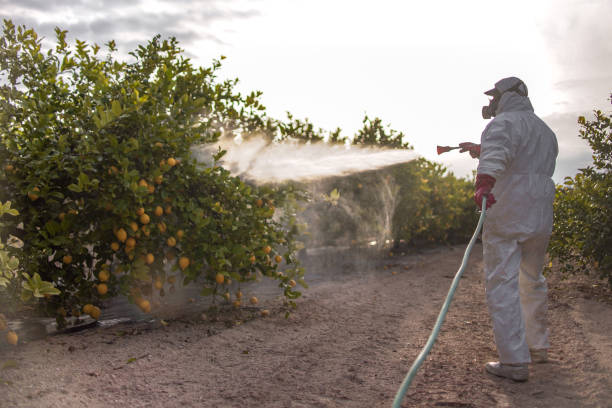 Best Ant Control Services  in Millbrae, CA