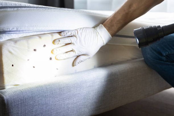 Best Pest Control for Restaurants  in Millbrae, CA