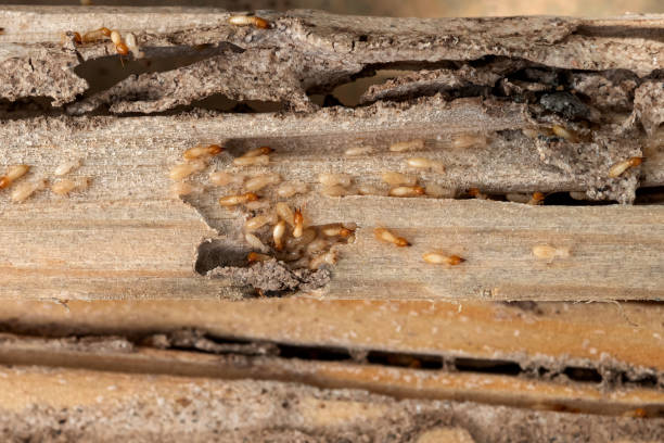 Best Residential Pest Control  in Millbrae, CA